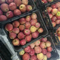 سیب آبدار شرین ارگانیک محصول باغ خودمونه|خوردنی و آشامیدنی|قم, آزادگان|دیوار