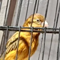 قناری سرخ نر|پرنده|شیراز, شهرک بهار|دیوار