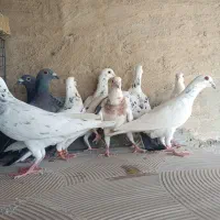 کبوتر پلاکی|پرنده|یزد, |دیوار