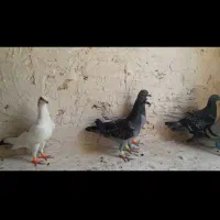 کبوتر پرشی