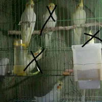 به فروش میرسد