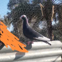 کبوتر|پرنده|بم, |دیوار