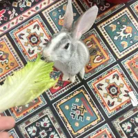 خرگوش|موش و خرگوش|مشهد, خواجه ربیع|دیوار