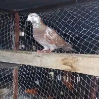 کبوتر پرشی سالم