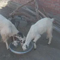 ۳عدد گوسفند|حیوانات مزرعه|کهنوج, |دیوار