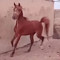 اسب نژاددار چستر، ۳ ساله، با برگه فدراسیون|اسب و تجهیزات اسب‌سواری|قم, انسجام|دیوار