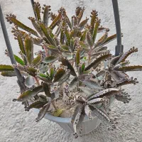 اشگ تمساح|گل و گیاه طبیعی|نجفآباد, جلال آباد|دیوار