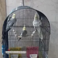 عروس هلندی نر و ماده جفت شده با یک جوجه نر با قفس|پرنده|تهران, امامت|دیوار