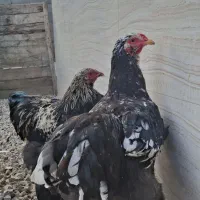 خروس برهما|حیوانات مزرعه|گوراب زرمیخ, |دیوار