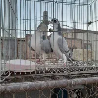 کبوتر|پرنده|اصفهان, سرشبادران|دیوار