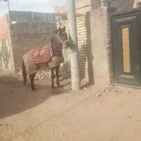 کره نریون ونریون 5سال|اسب و تجهیزات اسب‌سواری|نیشابور, ریوند|دیوار