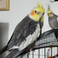 عروس هلندی پرنده زینتی