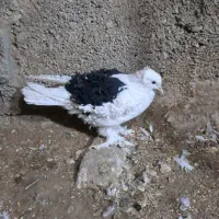 جکسون|پرنده|اصفهان, پل شریعتی|دیوار