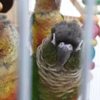 طوطی گرینچیک|پرنده|مشهد, الهیه|دیوار