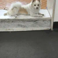 سگ پامر روباهی