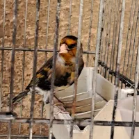 سهره قناری دهن سهره نقش وساده