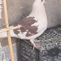 کبوتر فروشی