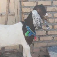 یک راس کولاربزغاله کل درشت تکه خورده