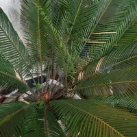 سیکاس