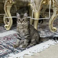 گربه|گربه|تهران, صادقیه|دیوار