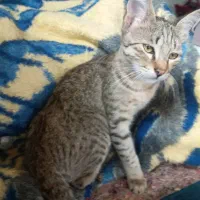 سلام گربه واگداری هست خیلی دستی