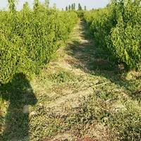 علف زنی باغ باغچه ویلا