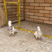 کبوتر طوقی|پرنده|خمینی‌شهر, |دیوار