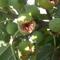 درخت انجیر خیر استهبان