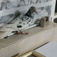 کفتر پرشی|پرنده|نیشابور, امام خمینی|دیوار