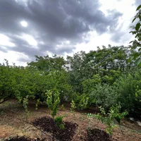 فروش زمین ۵۰۰ متری|فروش زمین و ملک کلنگی|آبسرد, |دیوار