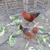 فروش مرغ وخروس جوان