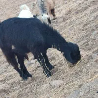 بز داشتی جوون