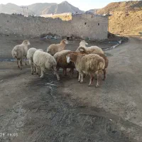 ۱۰راس بره نر دامازدق اوتاق|حیوانات مزرعه|دره رود, |دیوار