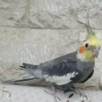 یه عروس هلندی نر