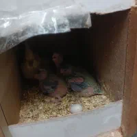 یک جفت عروس هلندی تخم گدار به همراه یک جوجه|پرنده|قرچک, زیبا شهر|دیوار