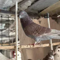 فروش کفتر فقط یک جا|پرنده|ماکو, |دیوار