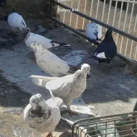 کبوتر|حیوانات|اراک, |دیوار