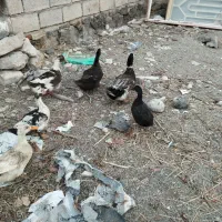 اردک  چله|حیوانات مزرعه|ماکو, |دیوار