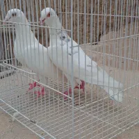 پرشی|پرنده|آشخانه, |دیوار