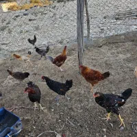 جوجه نر و ماده محلی اصل