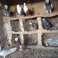 کفتر یکجا جوین