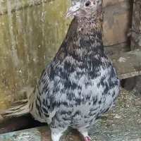 کبوتر نر سرور دم سفید مهر