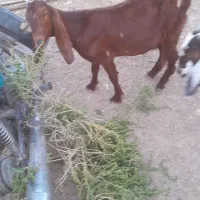 بز،نر وماده|حیوانات مزرعه|بندر ماهشهر, |دیوار