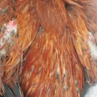 مرغ و خروس لاری و زینتی|حیوانات مزرعه|تربت‌حیدریه, باغ سلطانی|دیوار