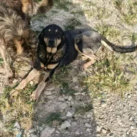 سگ پژدر ماده
