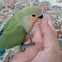 کوتوله هلویی دستی|پرنده|بیرجند, |دیوار