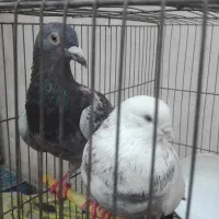 کبوتر|پرنده|گرگان, |دیوار