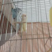 برزیلی عروس فنچ|پرنده|فردیس, ثابتی|دیوار