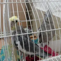 عروس هلندی و مرغ عشق|پرنده|پارس‌آباد, |دیوار