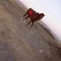 اسب درشورنریان